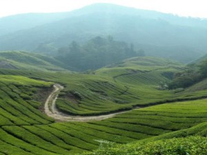 Камеронские горы