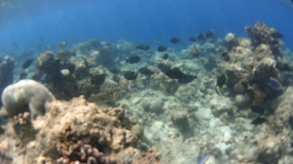 Риф на Omadhoo