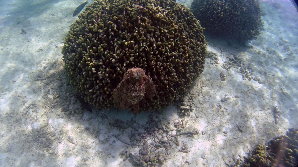 Осьминог, ближний риф Тодду