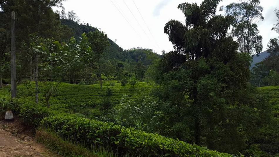 Чайные плантации на Шри-Ланке