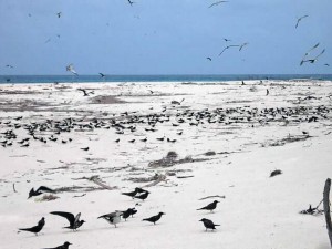 Птичий Остров