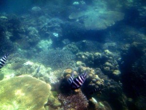 Морское сафари