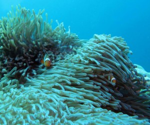 Дайвинг в Маллайзии