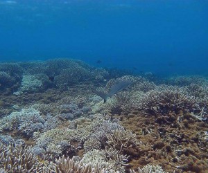 Снорклинг на Шри-Ланке