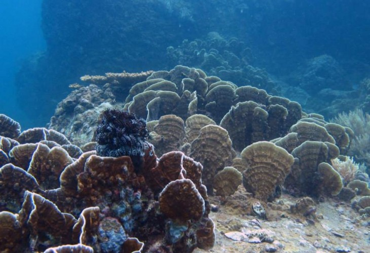 Дайвинг во Вьетнаме